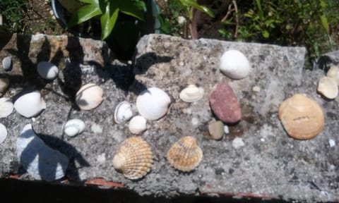 Apartments Villa Anton Apartment in Poreč