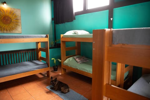 Bed, Photo of the whole room, Bedroom, bunk bed