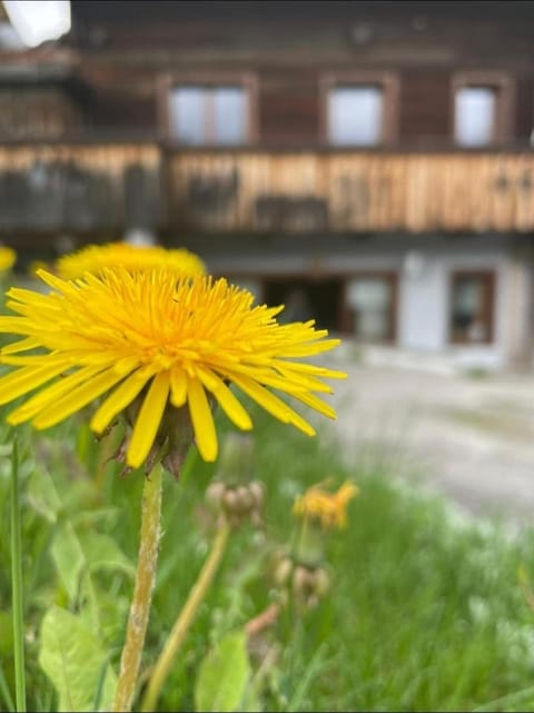 Appartamento Netta'Schtol Apartment in Friuli-Venezia Giulia