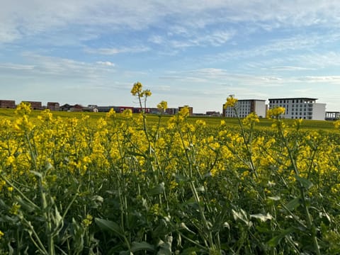 Spring, Day, Natural landscape