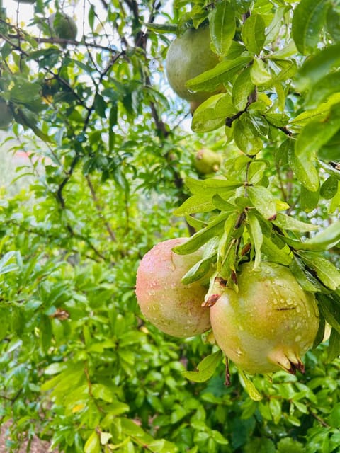 Natural landscape, Garden, Food and drinks, Food