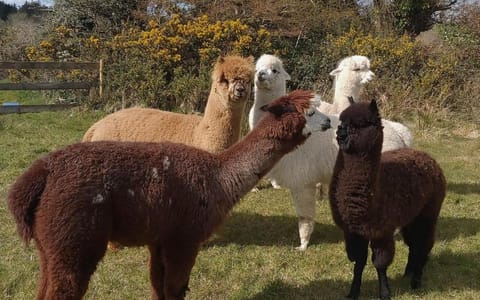 Peaceful tranquil Alpaca Farm Apartment in Ireland