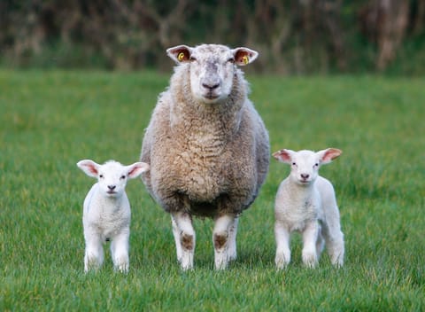Animals