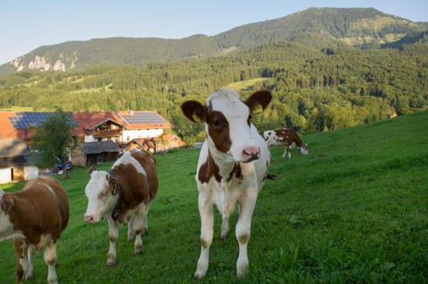 Nudlbichlerhof Farm Stay in Salzburgerland