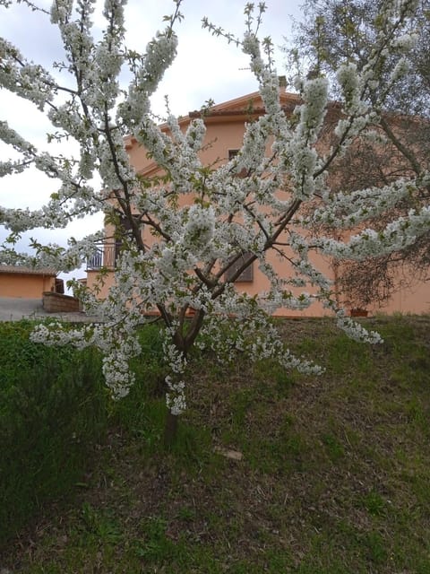 Day, Garden, Garden view