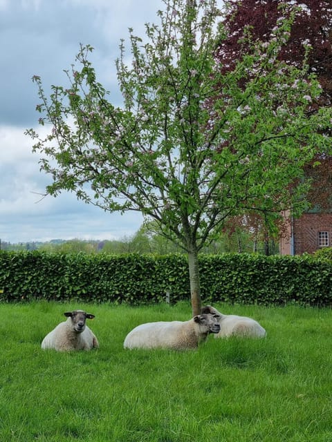 Dachwohnung Rabel Apartment in Kappeln