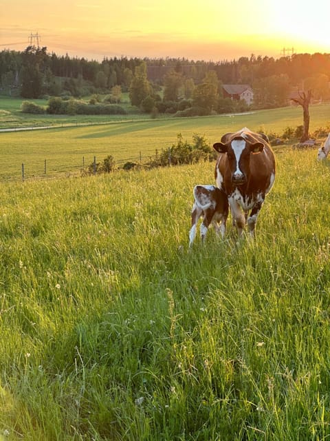 Natural landscape, Animals, Sunset