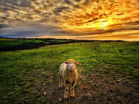 Outdoor bath, sea, sunset views Apartment in Woolacombe