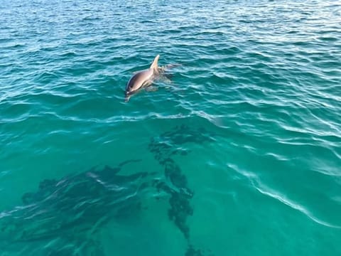 Sunny Daze Cottage by Beach Haven Vacation Rentals Apartment in Laguna Beach