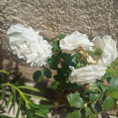 Studio cosy, terrasse, logement entier Aix-en-Provence Apartment in Aix-en-Provence