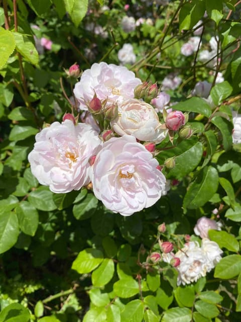 Magnifique longère au cœur de Trégastel House in Trégastel