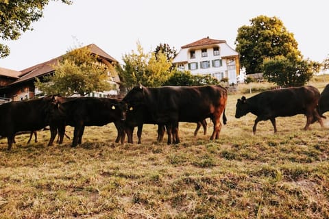 Animals