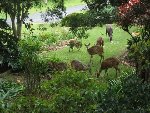 Animals
