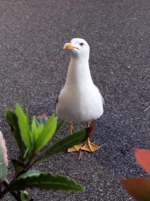 Anthemis Vacation rental in Sarzana