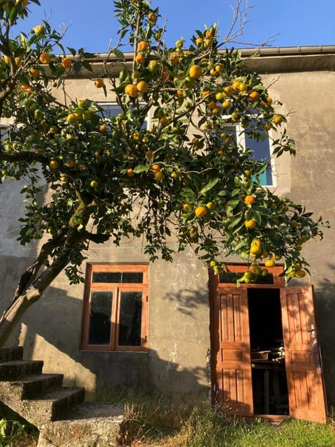 Property building, Garden view