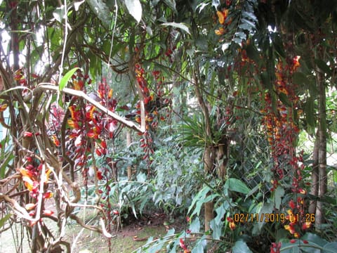 Chalé dos Gnomos Bed and Breakfast in State of Rio de Janeiro