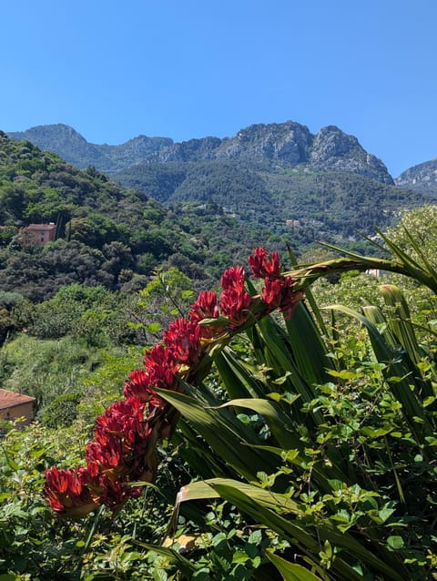 Maison de famille entre mer & collines - Charme, citronniers et tranquillité - accès marche et sentier 3 min House in Menton