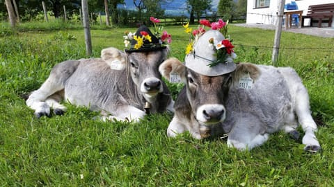 Frandlhof Farm Stay in Salzburgerland