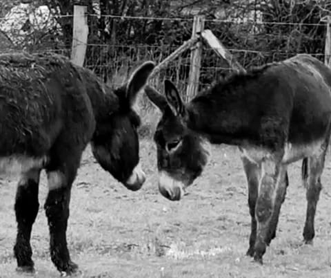 Animals