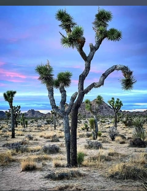 Golden Hour Hideaway Tranquil Desert Retreat Near Joshua Tree House in Joshua Tree