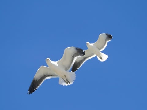 La terrazza di Camogli Apartment in Camogli