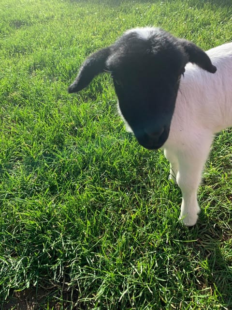 Abbey Caves Countryscape Bed and Breakfast in Whangārei