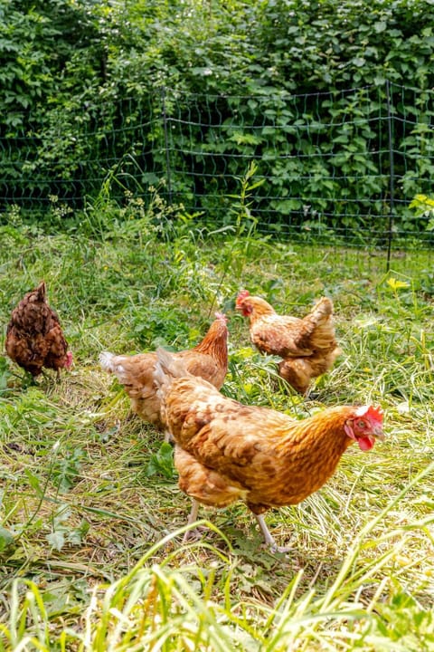 Cosy Cotswolds Retreat near Badminton Apartment in England