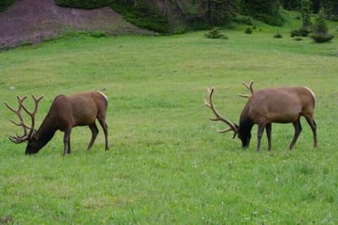 Blackhawk House in Rocky Mountain National Park