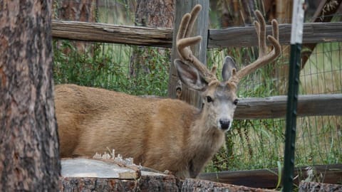 Garden, Animals, Pets