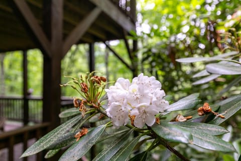 Hawksnest View House in Seven Devils