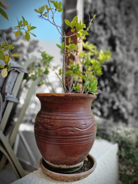 Genista Peyia - Irini Gardens Apartment in Peyia