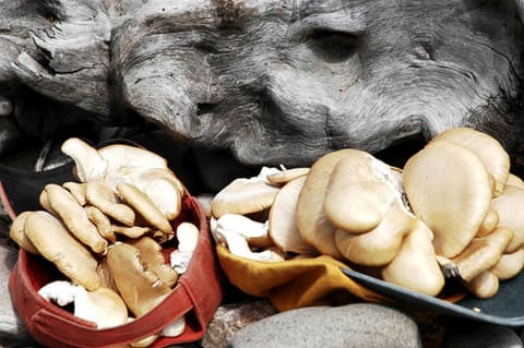 Cozy Cabin for an All-Inclusive Fly Fishing Getaway near Butte, Montana Cabin in Divide