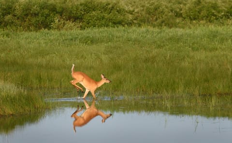Natural landscape, Animals
