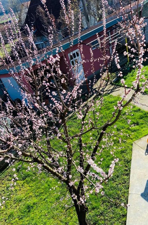 Apartmani Jasminka Bed and Breakfast in Serbia