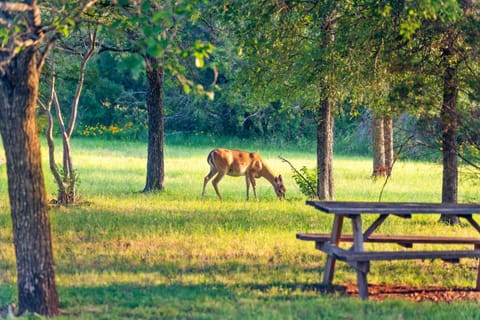 Pet-Friendly Marble Falls Home w Hot Tub House in Marble Falls