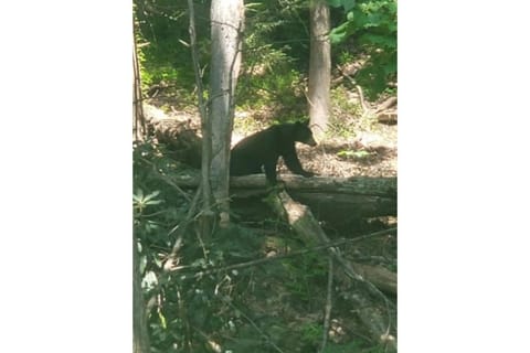 Chalet in the Smokies by Avada Properties House in Gatlinburg