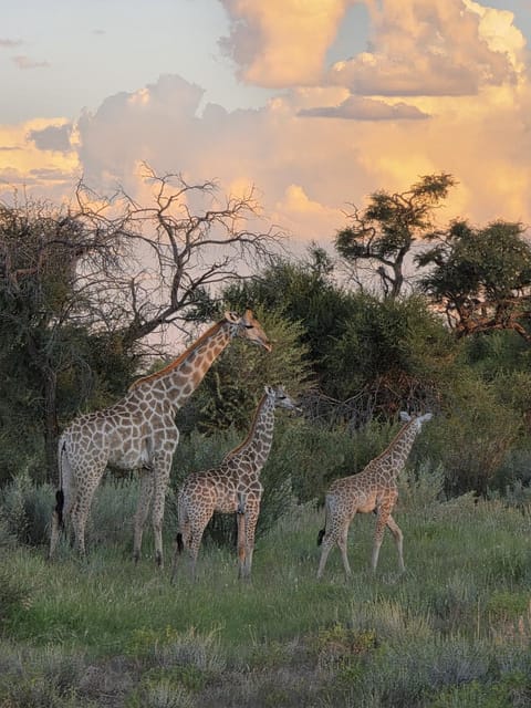 Animals