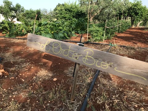 Inner courtyard view