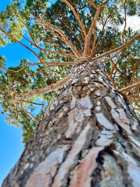 Pinohaus House in Ladispoli