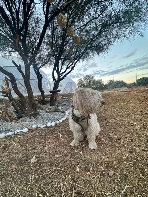 Glamping Campground/ 
RV Resort in State of Querétaro