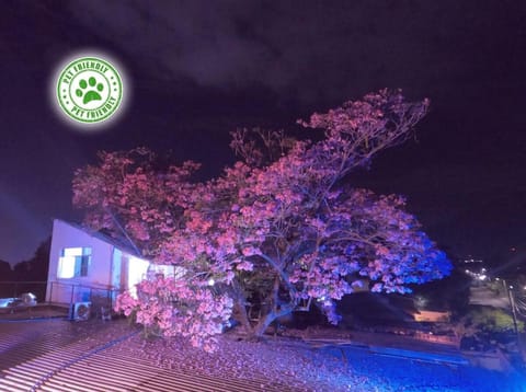 Night, Garden view
