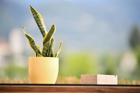 Taygetos Escape Sparta House in Messenia