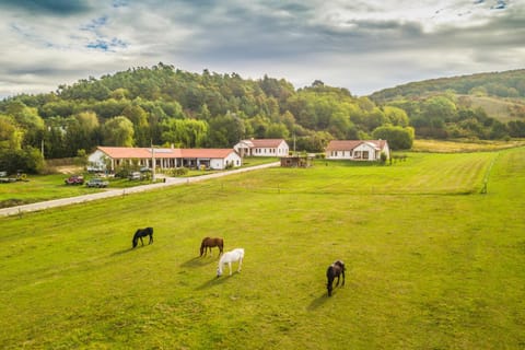 Natural landscape, Animals, Mountain view