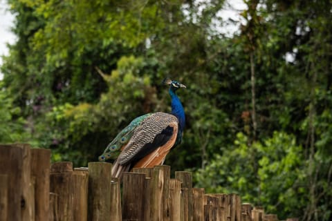 Cabanas Jardim dos Pavões House in State of Rio de Janeiro