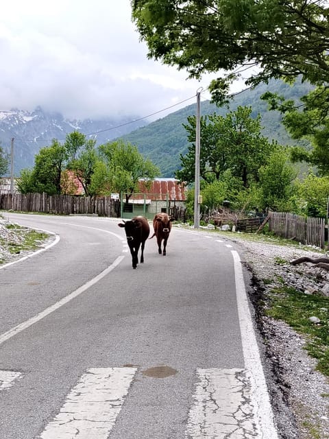 Guest hause 1 Campground/ 
RV Resort in Montenegro