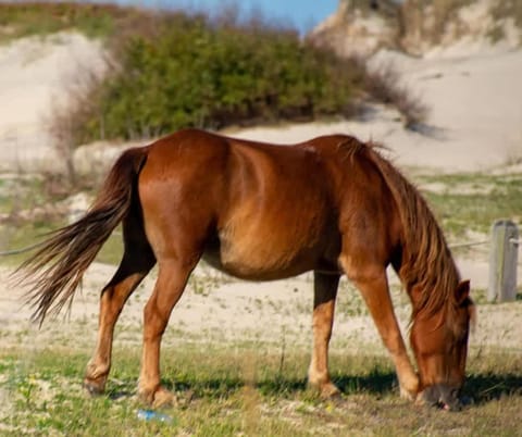 7Min Walk to Beach Saltwater Pool House in Corolla