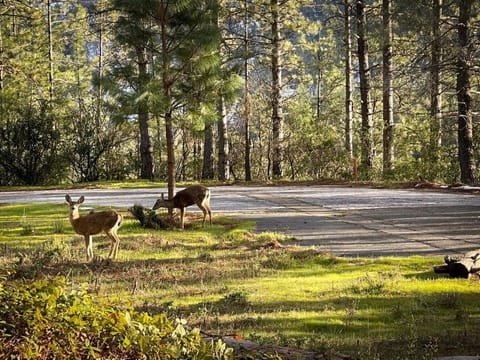 Family Friendly 1st Apple Hill exit Tahoe House in Placerville