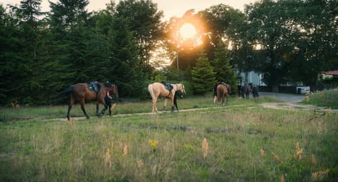 Pod Dębami Domki ,Pokoje,Nauka jazdy konnej Sarbsk obok Łeby House in Leba