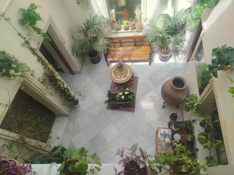 Patio, Day, Garden, Inner courtyard view