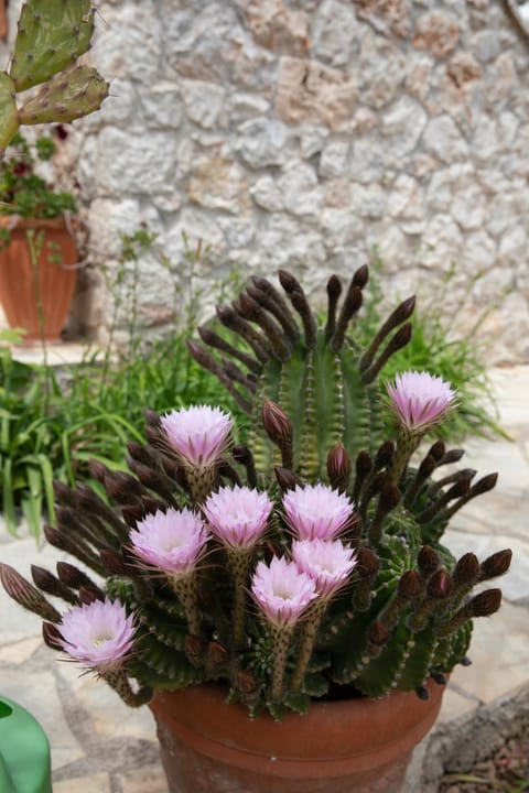Orange Blossom Apartment House in Argolis, Greece